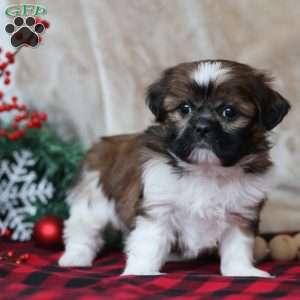 Holly, Shih Tzu Puppy